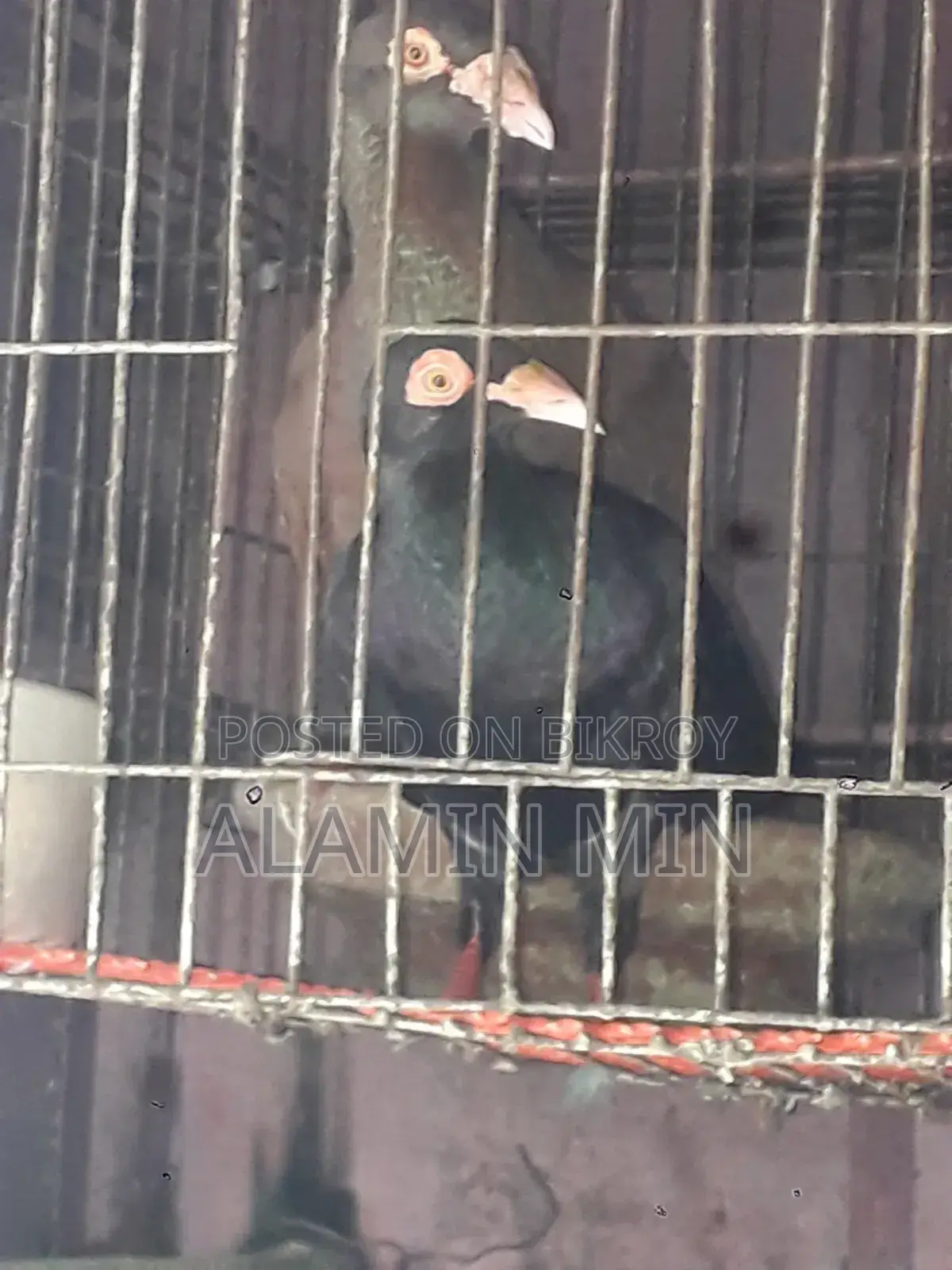 Homa Pigeon