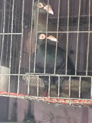 Homa Pigeon