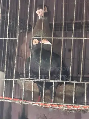 Homa Pigeon