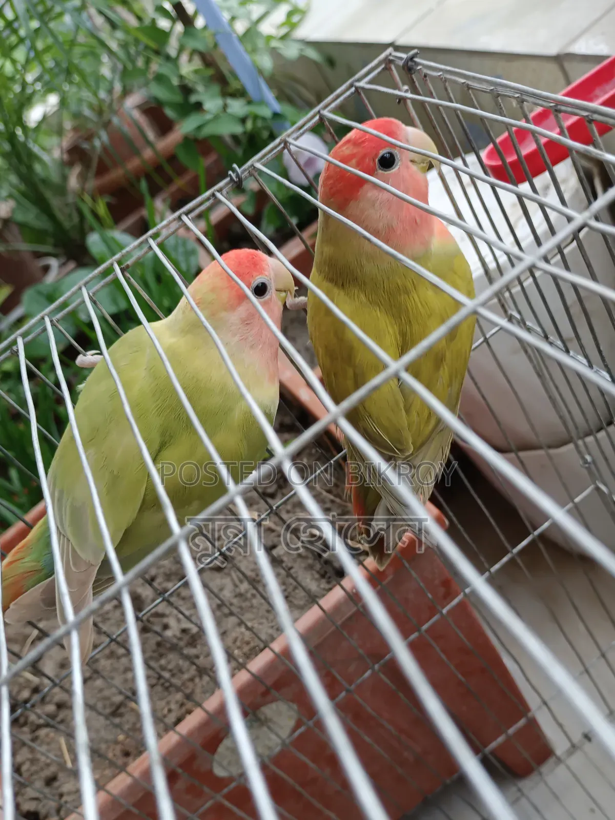 Love Bird Pair