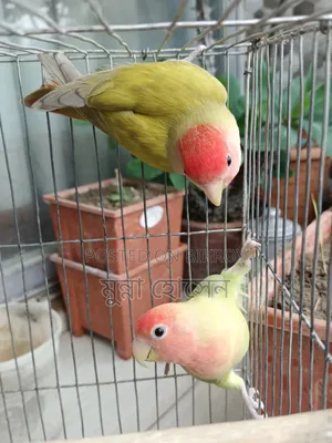 Love Bird Pair
