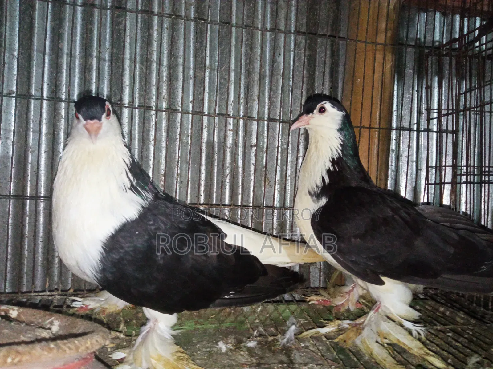 Lahori Shiragi Pigeon