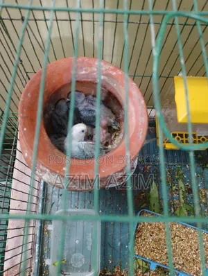 Selling with eggs and chicks. Many available for purchase.