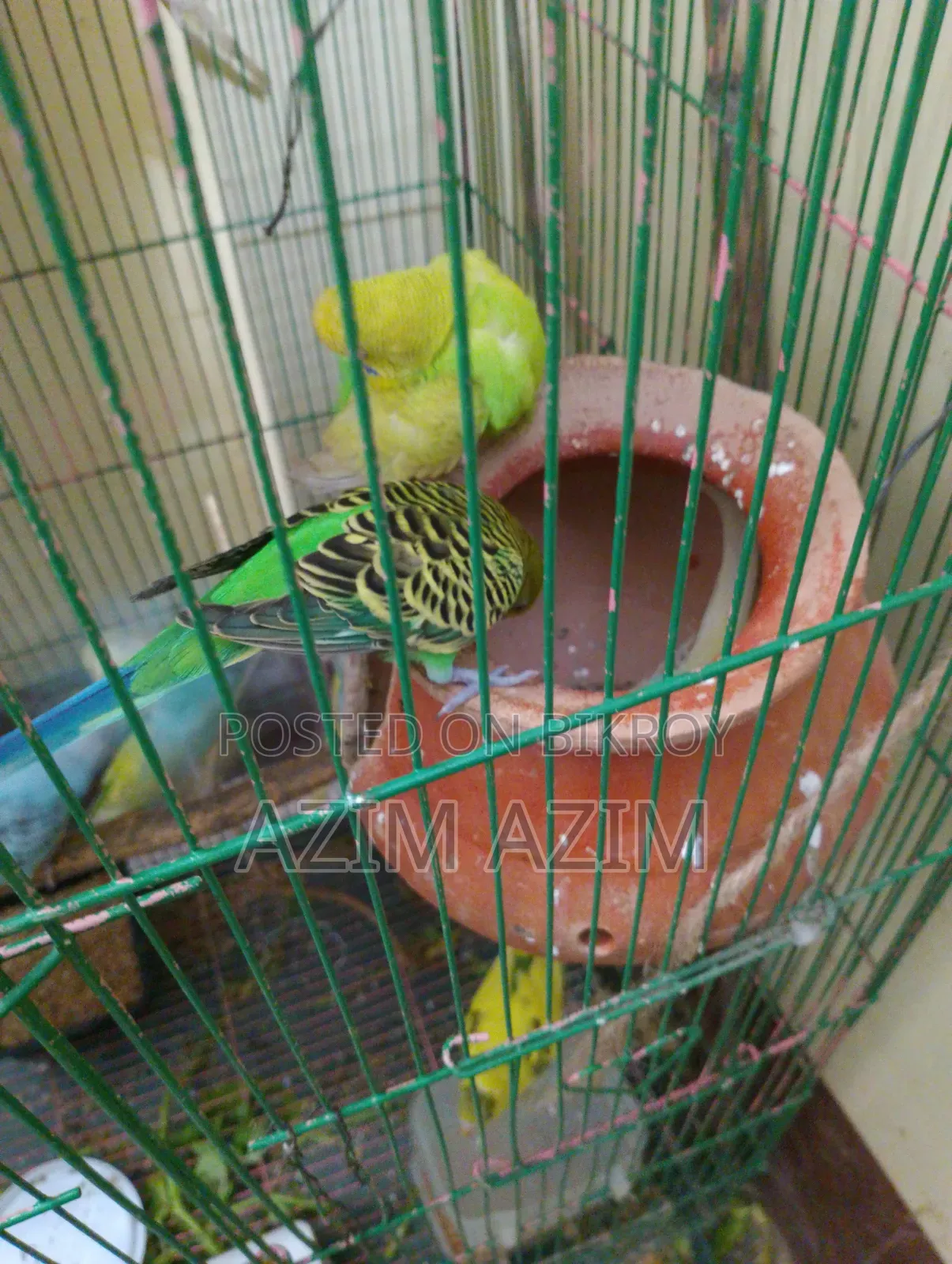 Selling with eggs and chicks. Many available for purchase.