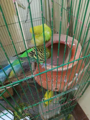 Selling with eggs and chicks. Many available for purchase.