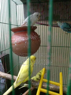 Selling with eggs and chicks. Many available for purchase.