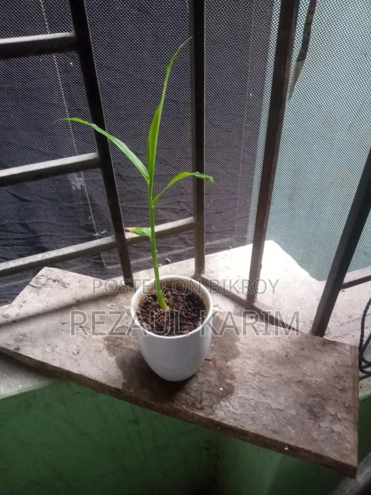 আদার চারা বিক্রয় করা হবে