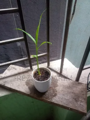 আদার চারা বিক্রয় করা হবে