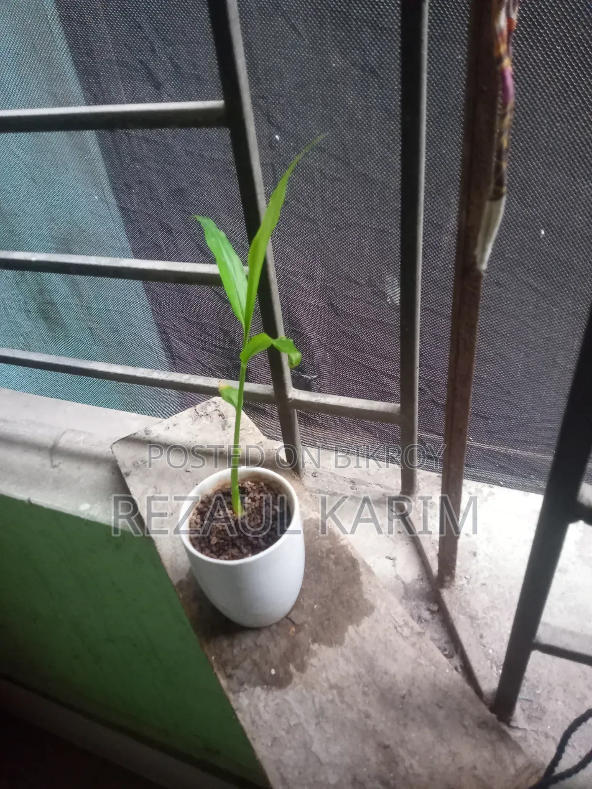 আদার চারা বিক্রয় করা হবে