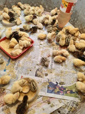 European Giant Coturnix Quail Chicks