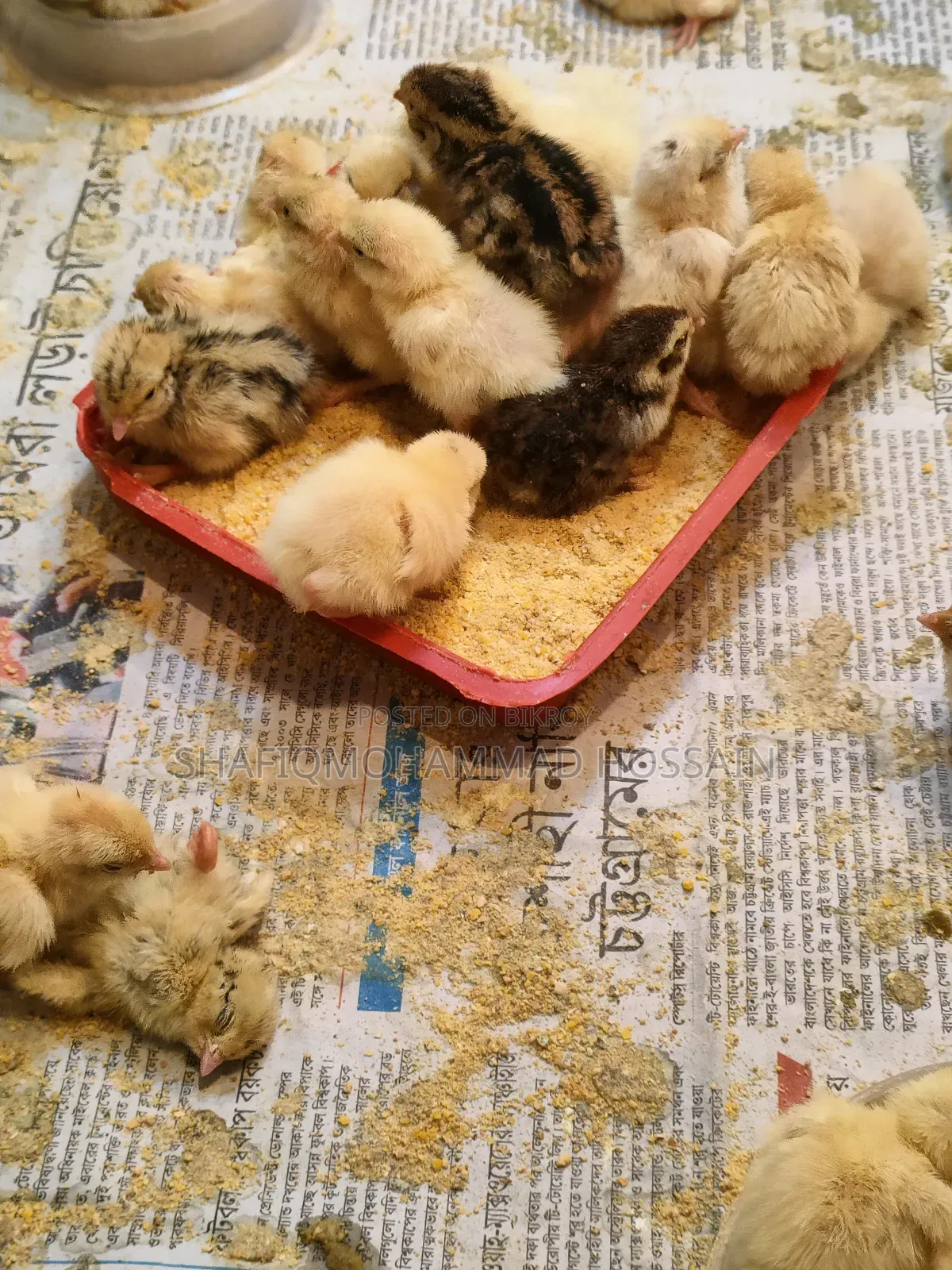 European Giant Coturnix Quail Chicks
