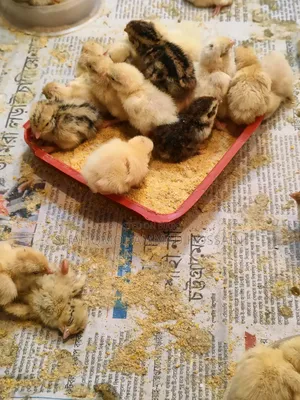 European Giant Coturnix Quail Chicks