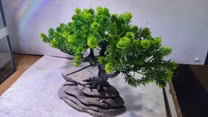 গাছ একোরিয়ামের