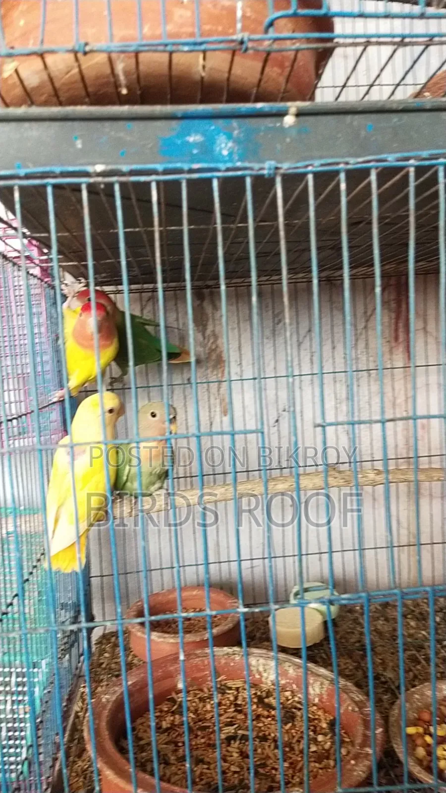 Cockatiel Budgerigar