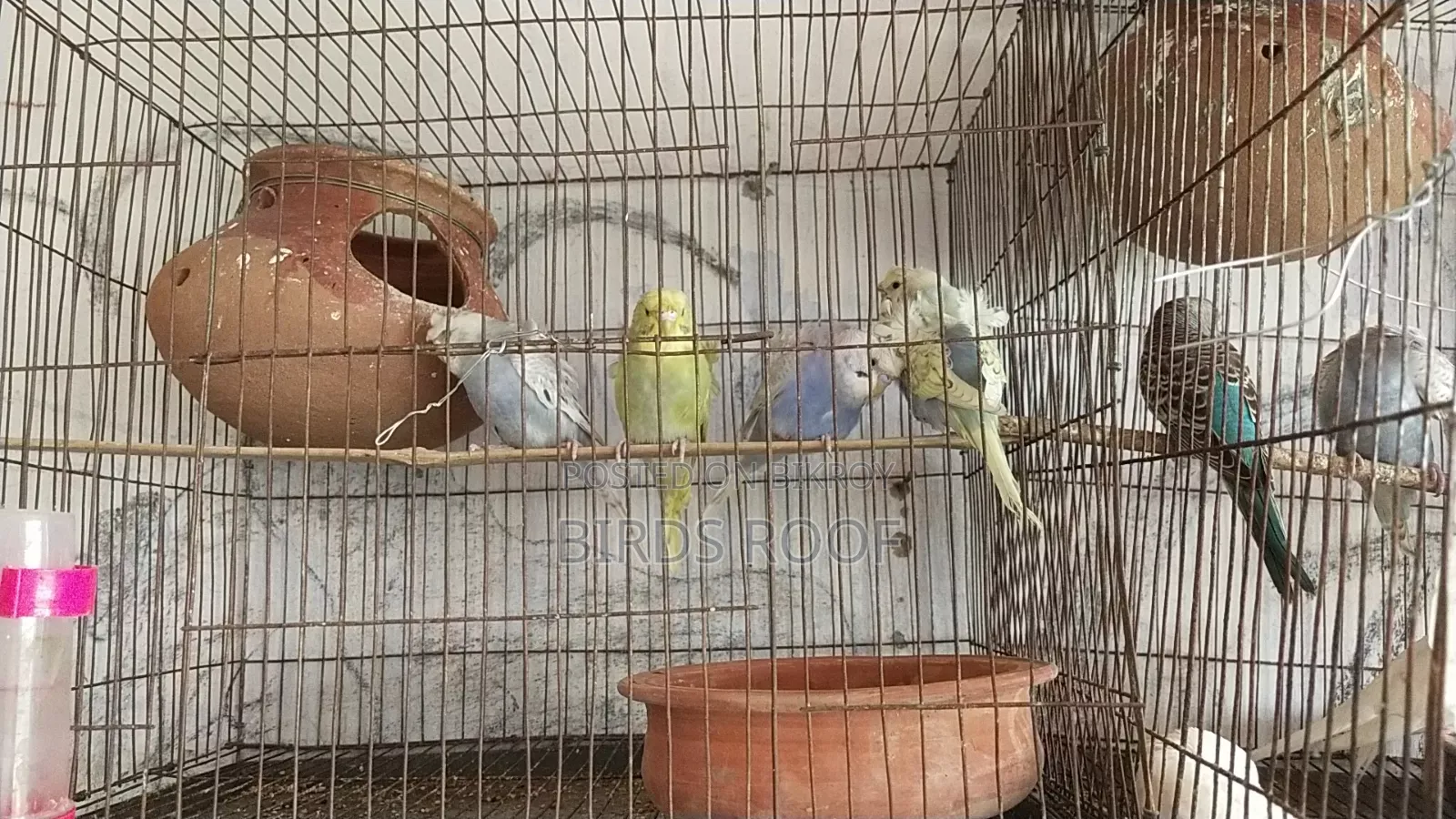 Cockatiel Budgerigar