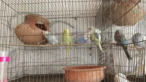 Cockatiel Budgerigar
