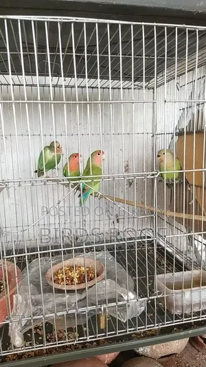 Cockatiel Budgerigar