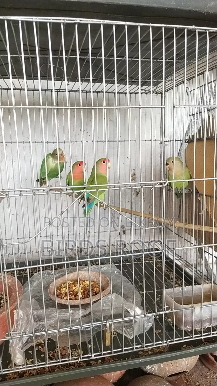 Cockatiel Budgerigar