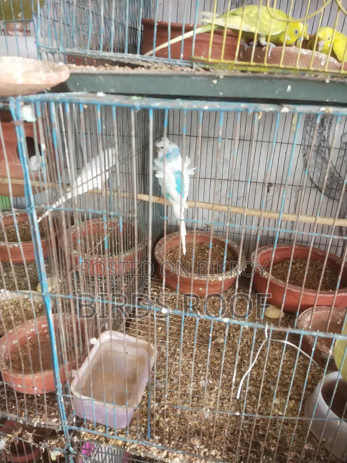Cockatiel Budgerigar