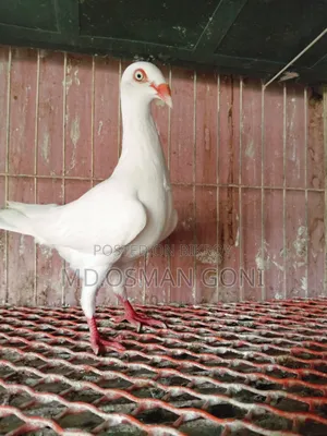 Danish Female Pigeon
