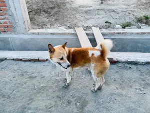1+ year Male Mixed Breed Dog