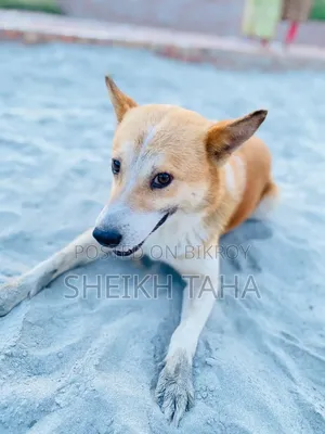 1+ year Male Mixed Breed Dog