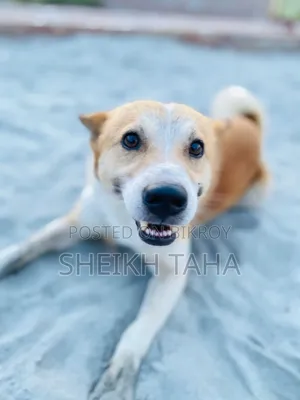 1+ year Male Mixed Breed Dog