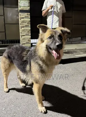 3-6 Months Male Purebred German Shepherd