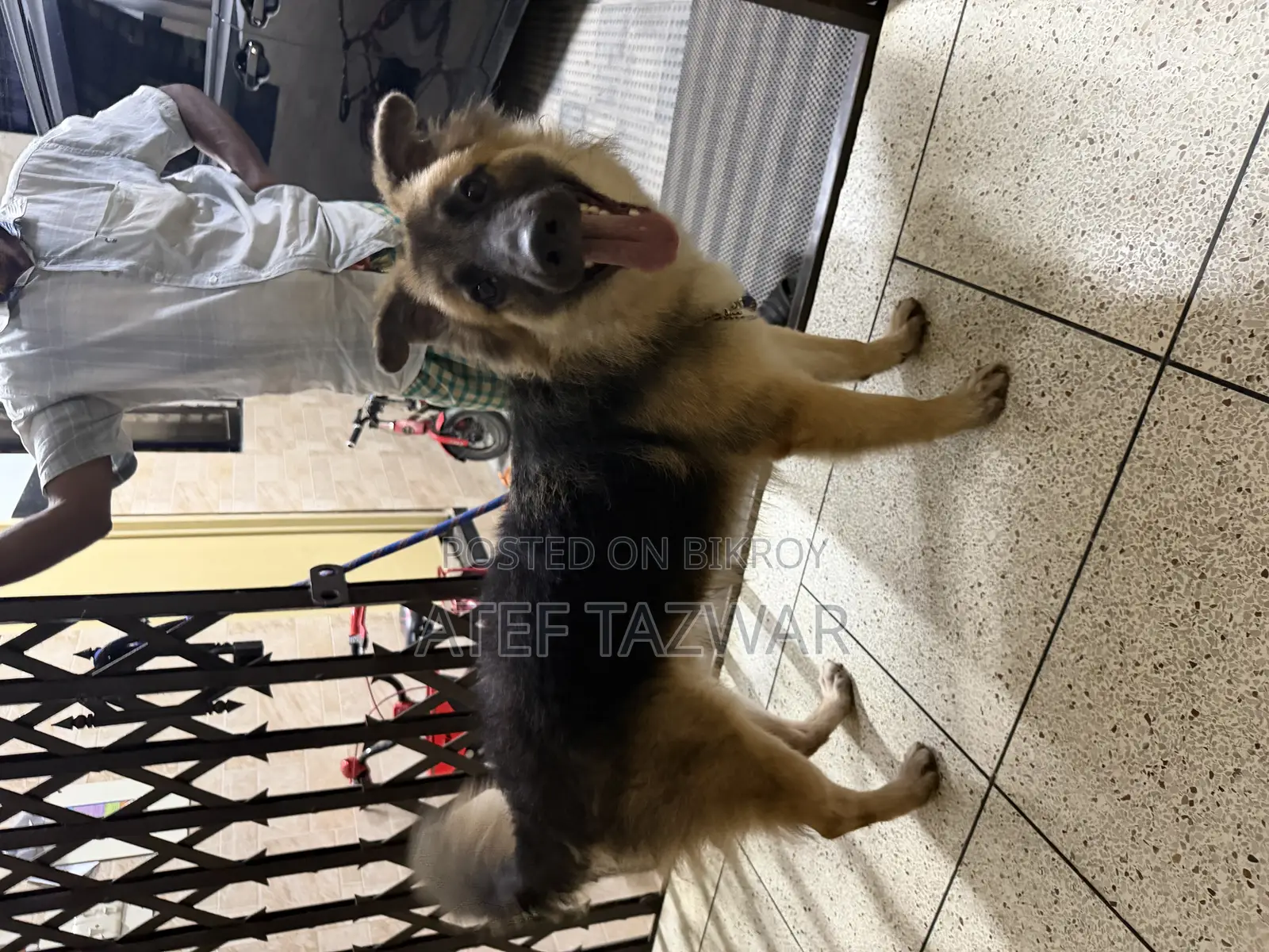 3-6 Months Male Purebred German Shepherd
