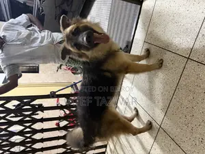 3-6 Months Male Purebred German Shepherd