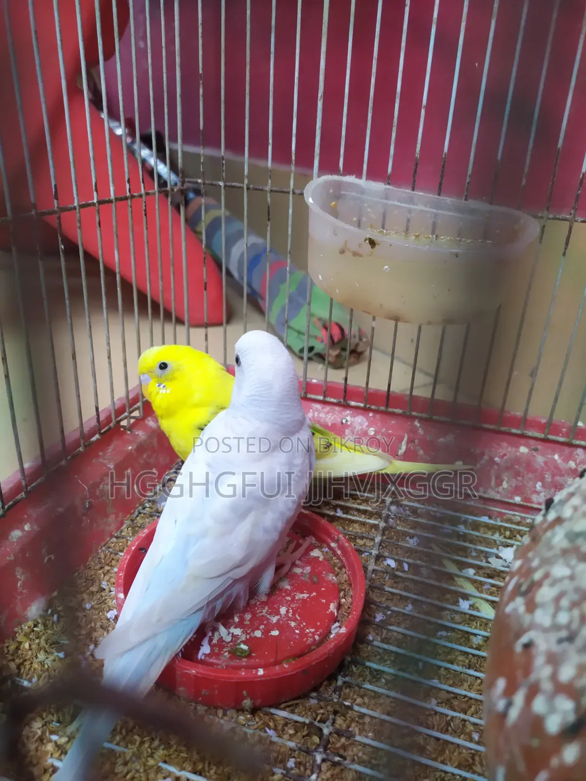 3 Pis Male Budgie Ofar Cholcha