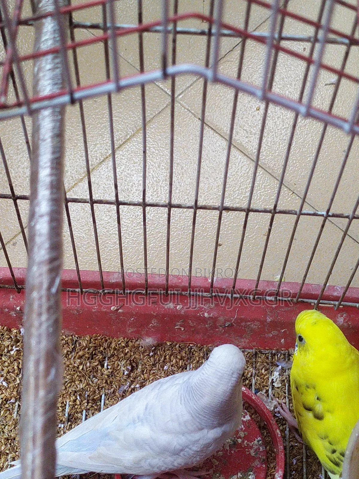 3 Pis Male Budgie Ofar Cholcha