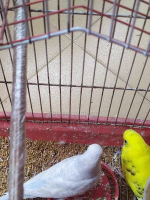 3 Pis Male Budgie Ofar Cholcha