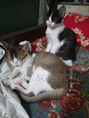 1-3 Months Female Purebred Bengal