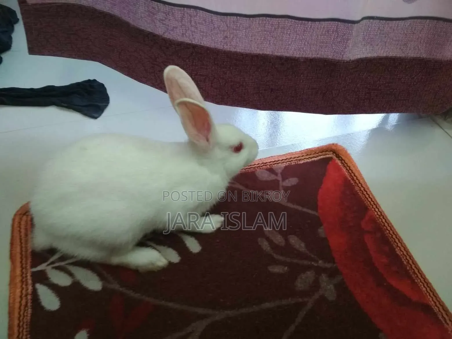 Female Rabbit for Sale
