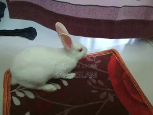 Female Rabbit for Sale