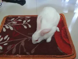 Female Rabbit for Sale