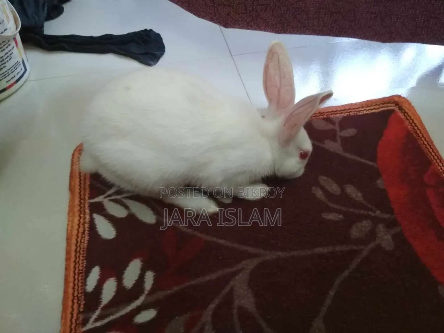 Female Rabbit for Sale