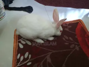 Female Rabbit for Sale