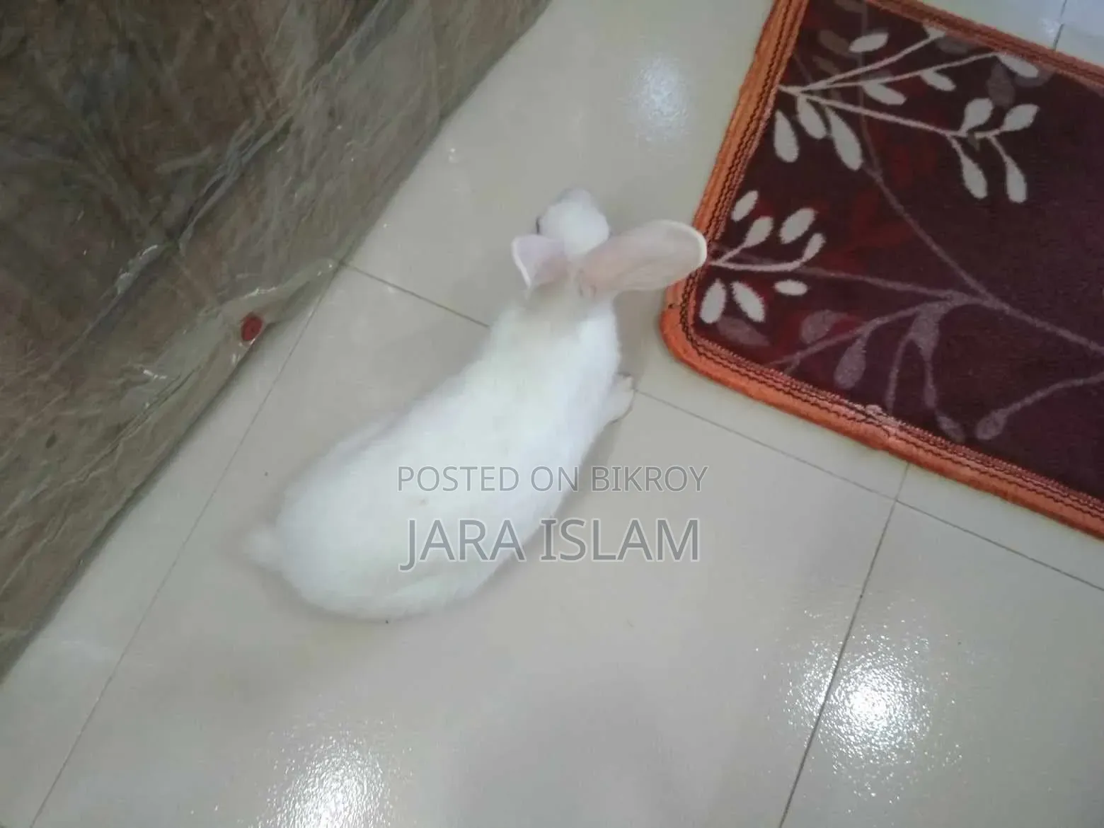 Female Rabbit for Sale