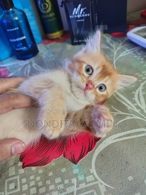 1-3 Months Male Mixed Breed Persian