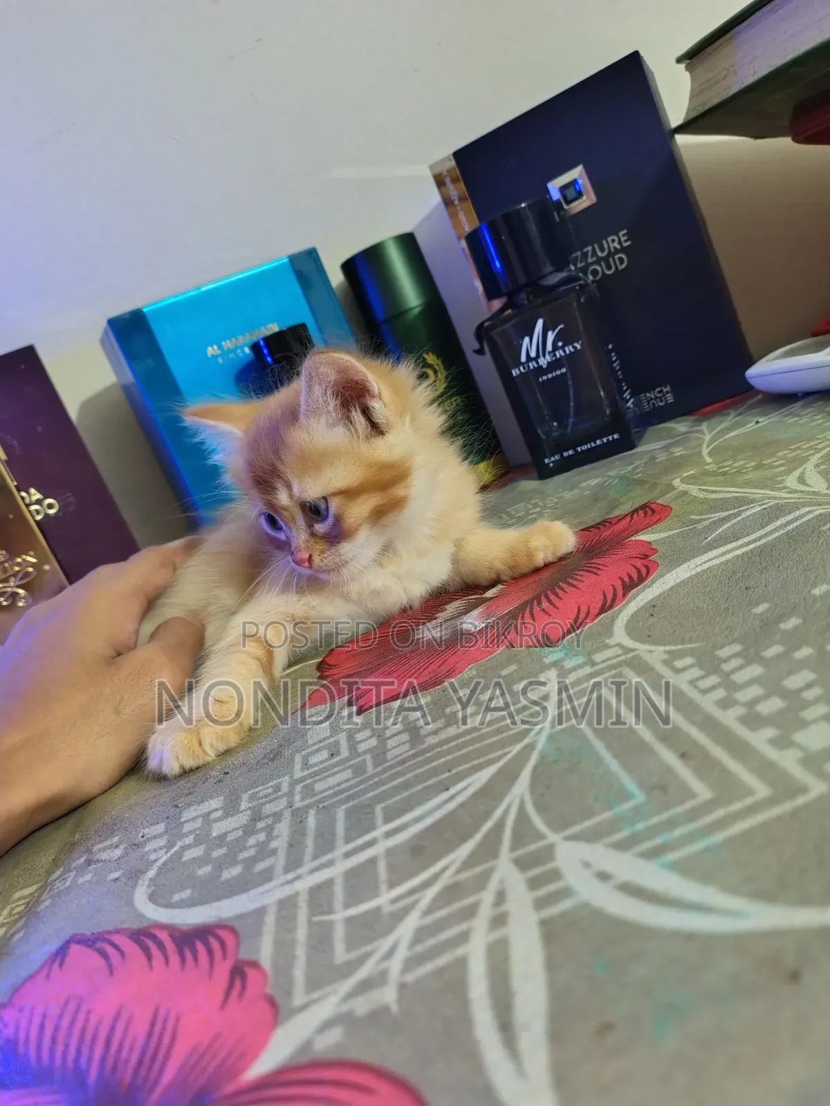 1-3 Months Male Mixed Breed Persian