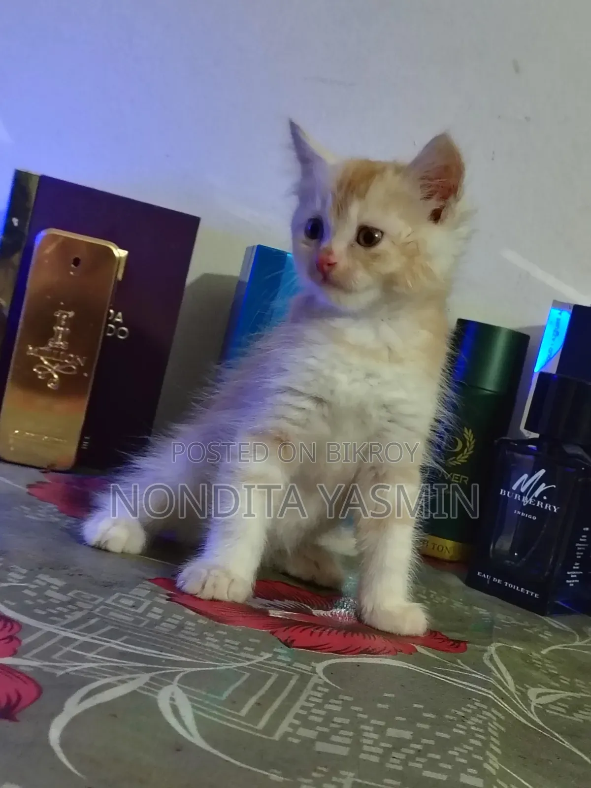 1-3 Months Male Mixed Breed Persian