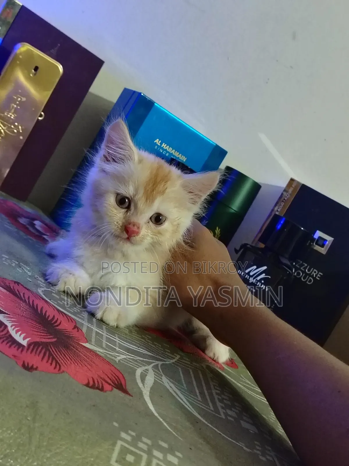1-3 Months Male Mixed Breed Persian
