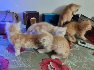 1-3 Months Male Mixed Breed Persian