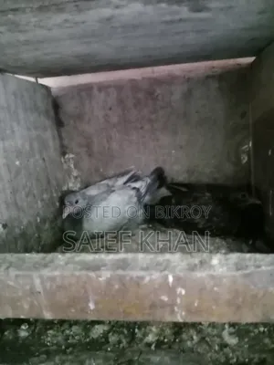 Pigeon Squabs