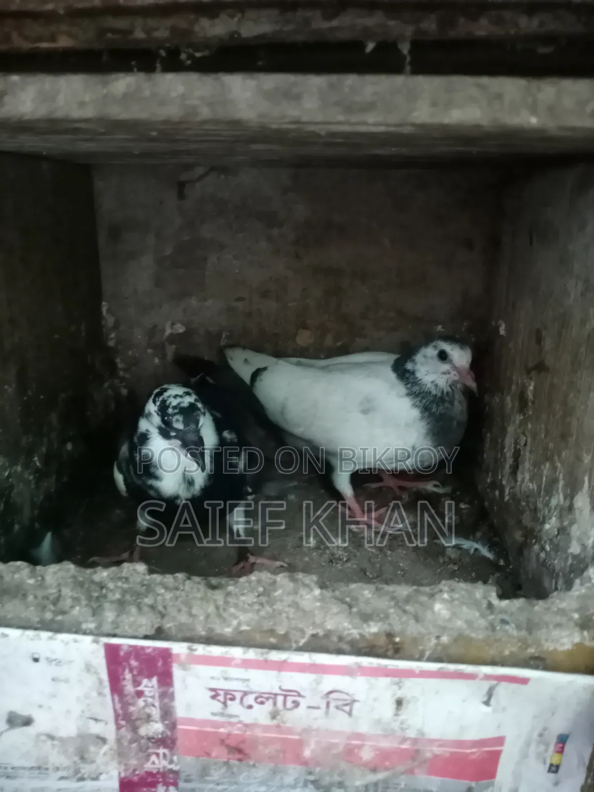 Pigeon Squabs
