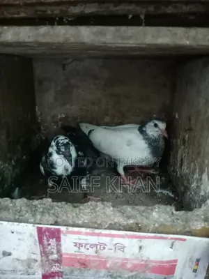 Pigeon Squabs