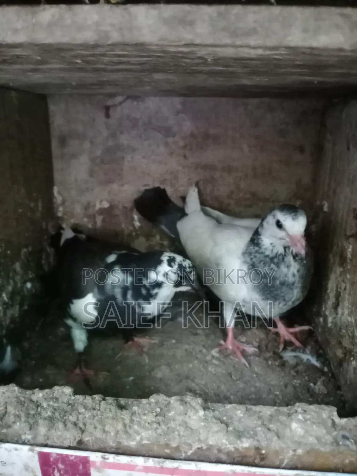 Pigeon Squabs