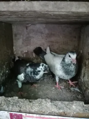 Pigeon Squabs
